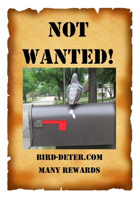 Picture of a pigeon on a mailbox